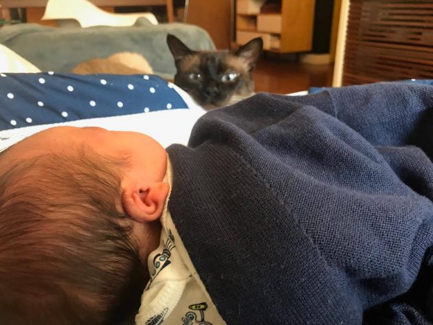 gatos e bebês