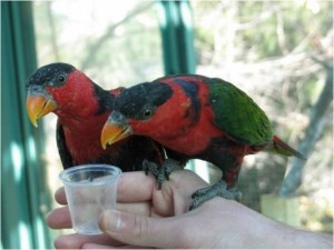 537809-Black-capped-lory_4-300x225